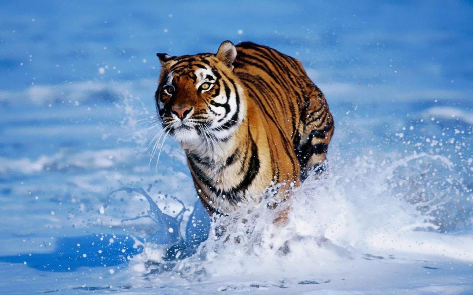 Tiger Running On Water Image HD wallpaper,image hd wallpaper,running on water wallpaper,tiger wallpaper,1600x1000 wallpaper