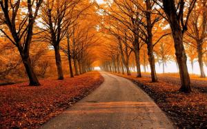 Fall, Park, Leaves, Nature, Path, Trees, Landscape wallpaper thumb