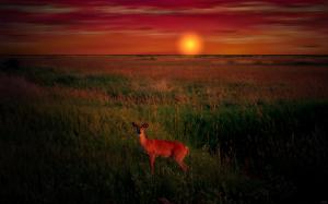 Deer At Sunset wallpaper thumb
