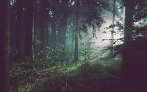 Trees, forest, woods wallpaper thumb