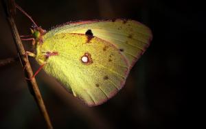 Reed, yellow butterfly, wings wallpaper thumb