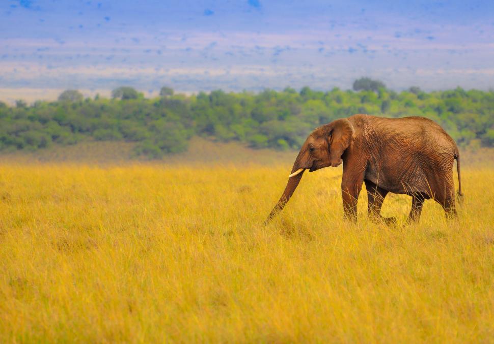 Elephant in Savanna wallpaper,grass HD wallpaper,elephant HD wallpaper,savanna HD wallpaper,nature HD wallpaper,africa HD wallpaper,2048x1430 wallpaper