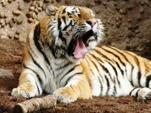 Indian Bengal Tiger wallpaper thumb