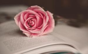 Flower Pink Rose Book Mood wallpaper thumb