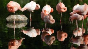 Flamingo wallpaper thumb