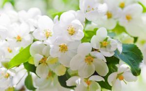 Cherry Blossoms Flowers White Petals Leaves Branches Trees Spring HD Widescreen wallpaper thumb