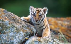 Little tiger wallpaper thumb