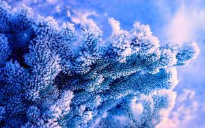 Winter Nature Tree Blue Background Spruce Snow Frost Pictures wallpaper thumb