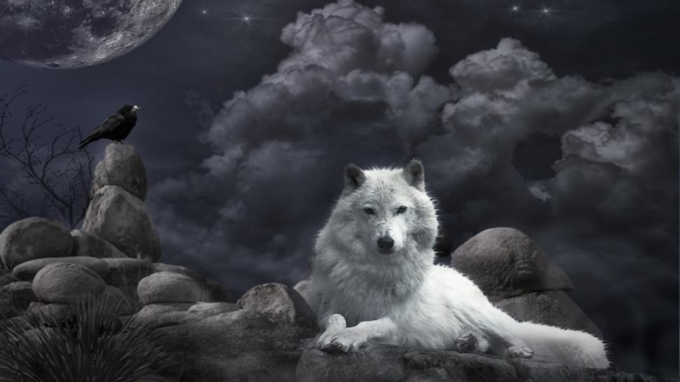 Wolf And Bird  Free Background Desktop Images wallpaper,black HD wallpaper,moon HD wallpaper,werewolf HD wallpaper,white HD wallpaper,wolf HD wallpaper,1920x1080 wallpaper