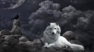 Wolf And Bird  Free Background Desktop Images wallpaper thumb