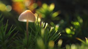 Mushroom Fungus Macro HD wallpaper thumb
