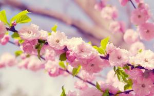 Sakura, pink flowers, petals, bloom, spring wallpaper thumb
