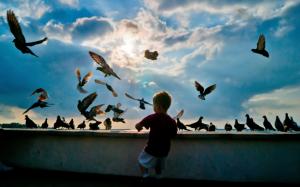 Little boy with pigeons wallpaper thumb