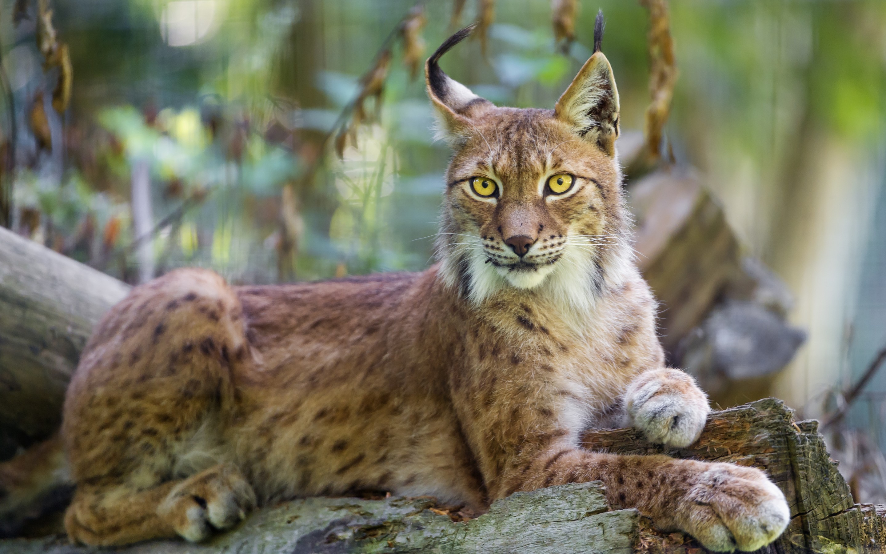 bobcat HD wallpapers backgrounds