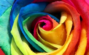 Colorful roses close up wallpaper thumb