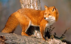 Animals close-up, fox look back wallpaper thumb