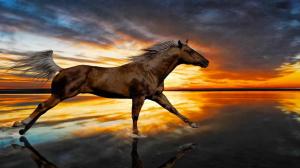 Horse Reflection wallpaper thumb