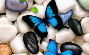 Beautiful butterflies wallpaper thumb