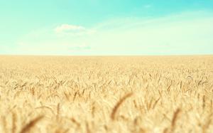 Wheat Field HD wallpaper thumb