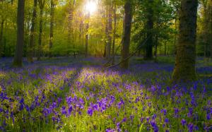 Forest, purple flowers, sunlight, trees wallpaper thumb