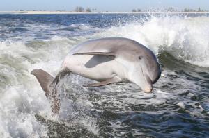 Dolphin, mammal wallpaper thumb