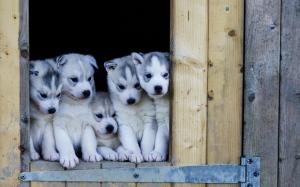 Cute Husky Puppies wallpaper thumb