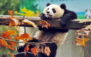 Panda playing, climb, autumn, leaves wallpaper thumb