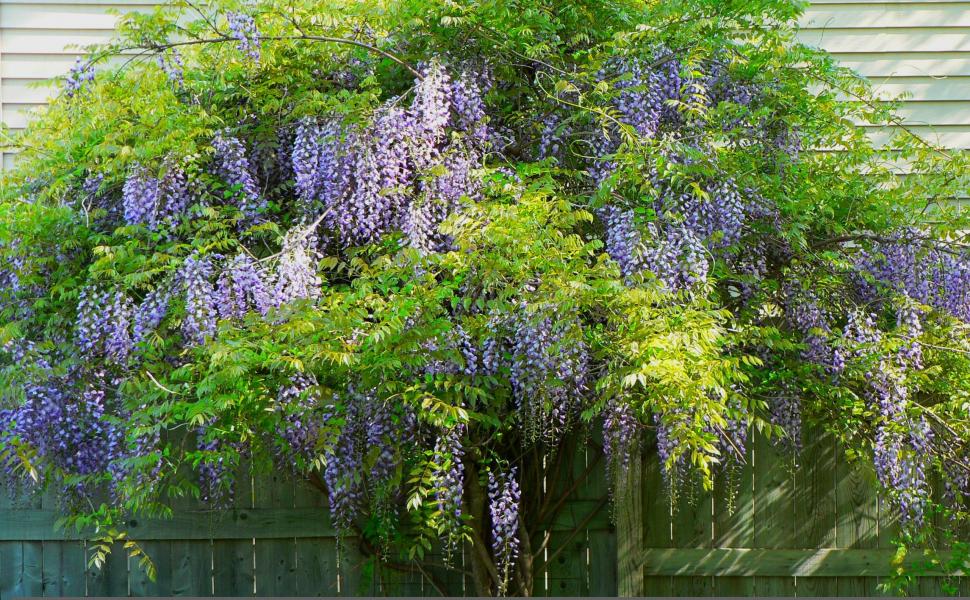 Blue Chinese Wisteria wallpaper,nature HD wallpaper,flower HD wallpaper,wisteria HD wallpaper,vine HD wallpaper,3d & abstract HD wallpaper,2560x1584 wallpaper