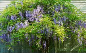 Blue Chinese Wisteria wallpaper thumb