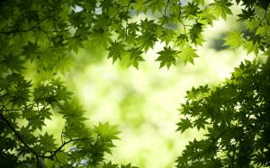 Green Maple Leaves HD wallpaper thumb