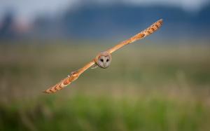 Bird, owl flight wallpaper thumb