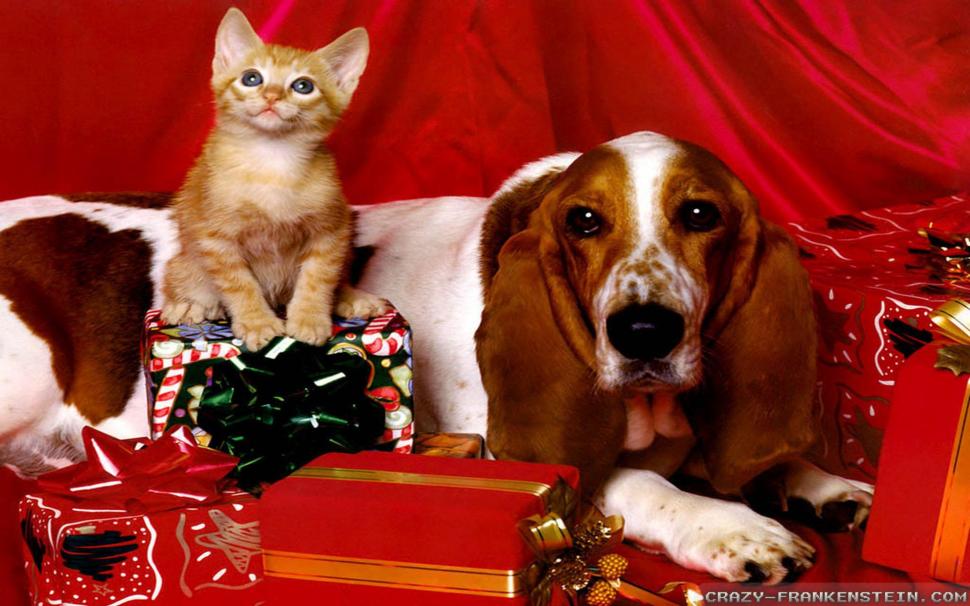 Christmas Dog Kitten wallpaper,kitten HD wallpaper,present HD wallpaper,christmas HD wallpaper,animals HD wallpaper,1920x1200 wallpaper