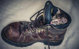 Kitten in Shoe wallpaper thumb