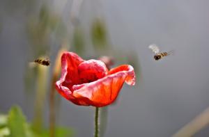 Insectson red poppy wallpaper thumb