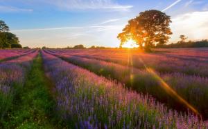 Lavender Garden of the sunset wallpaper thumb