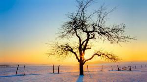 Sunset Behind A Lone Tree In Winter wallpaper thumb
