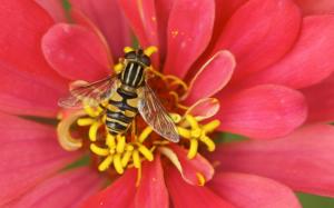 Bee and red flower wallpaper thumb