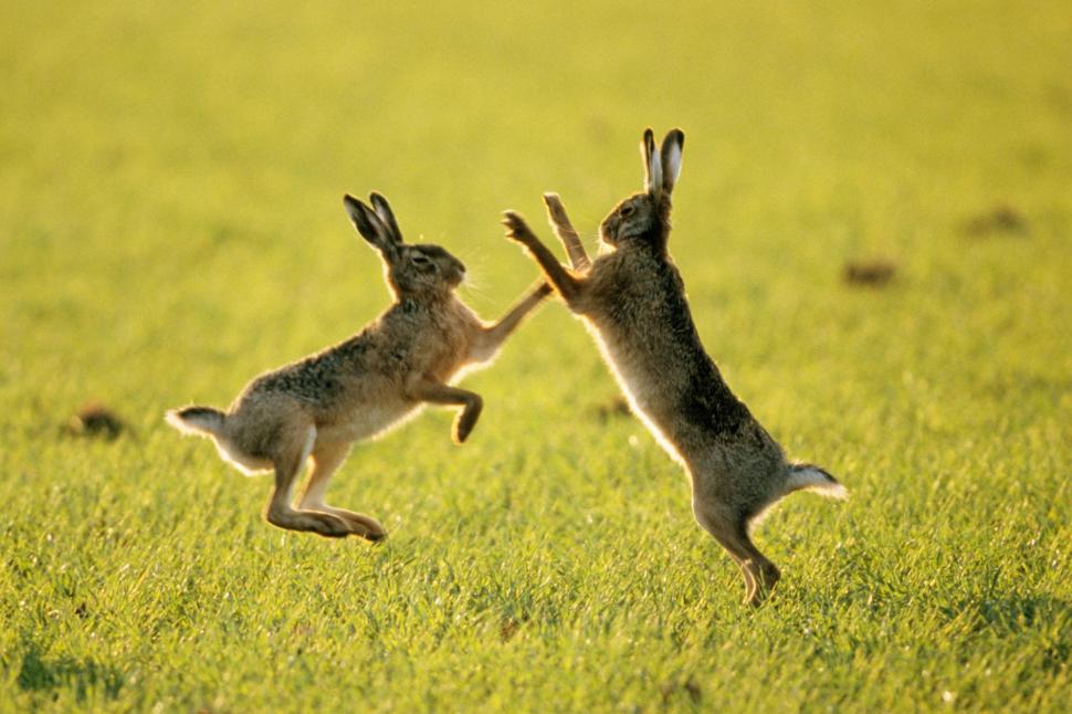 Two rabbits kidding wallpaper,rabbits HD wallpaper,kidding HD wallpaper,animals HD wallpaper,1999x1333 wallpaper