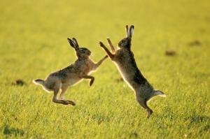 Two rabbits kidding wallpaper thumb