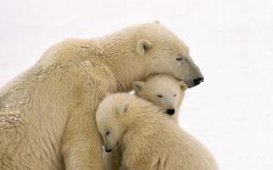 Polar Bear Polar Bears Polar Bear Cub Polar Bear Cubs Bear Bears Cub Cubs Family HD wallpaper thumb