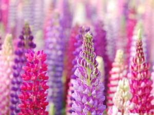 Beautiful Flowers Image Pink And Purple Lupin Flowers Impressive Look wallpaper thumb