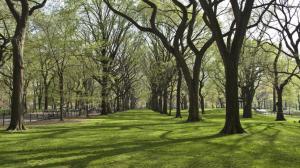 trees, park, grass wallpaper thumb