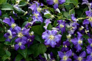Clematis Flowers wallpaper thumb