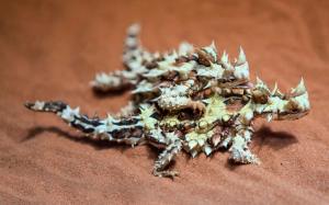 Sand Australian Lizards Thorny Dragon wallpaper thumb