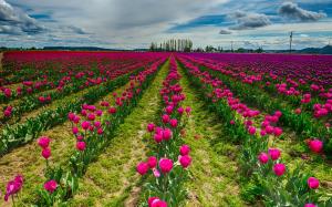 Red tulip flowers field, sky, clouds wallpaper thumb