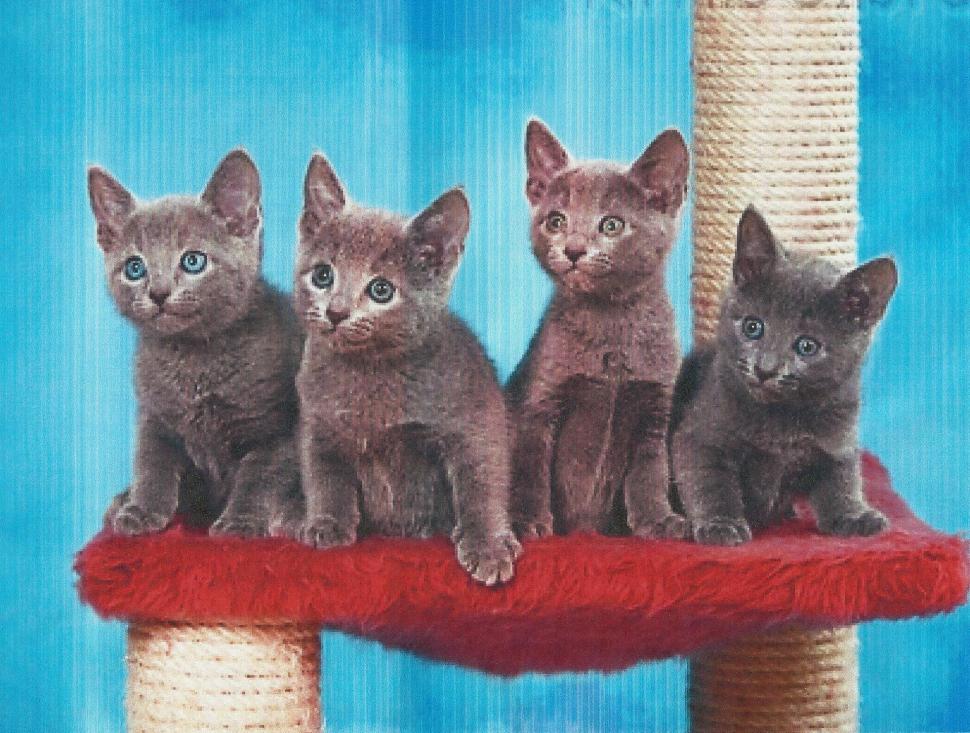 Four Kittens Sitting Pretty wallpaper,blue HD wallpaper,cute HD wallpaper,kittens HD wallpaper,feline HD wallpaper,russian blue HD wallpaper,animals HD wallpaper,1964x1486 wallpaper