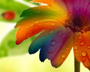 Flower Water Drop Macro Colorful HD wallpaper thumb