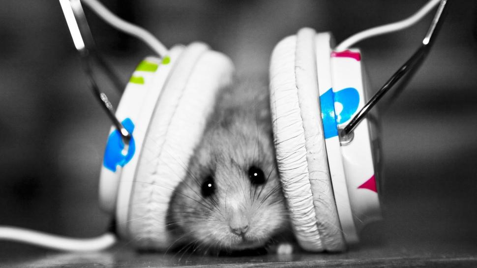 Mouse with Headphones HD wallpaper,audio HD wallpaper,black and white HD wallpaper,blue HD wallpaper,green HD wallpaper,headphones HD wallpaper,mouse HD wallpaper,music HD wallpaper,silly HD wallpaper,wires HD wallpaper,1920x1080 wallpaper