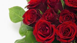 Red Red Roses wallpaper thumb