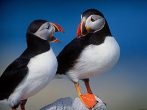 A Pair of Puffins wallpaper thumb